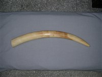 藏品(非洲象象牙)的圖片